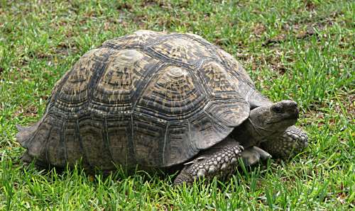 Leopard tortoise