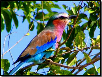 lilac breasted roller