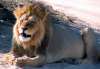 Lion at a waterhole