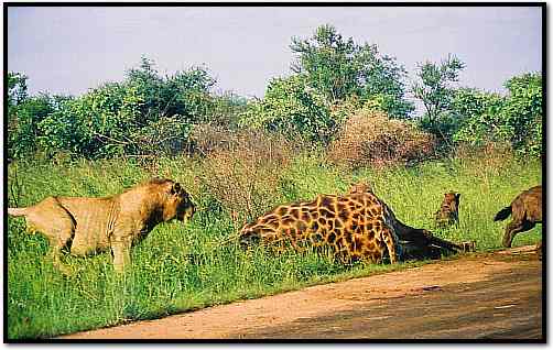 Lion Chasing