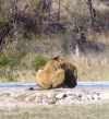 Thirsty male lion