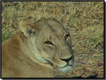 lion romancing