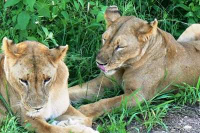 Lionesses taking a rest