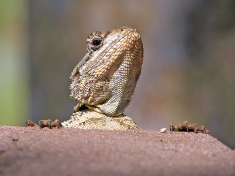 Agama lizard