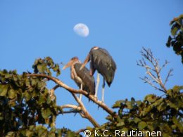 Marabou storks