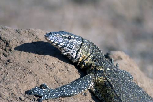 monitor lizard