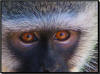 vervet monkey