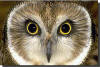 owl