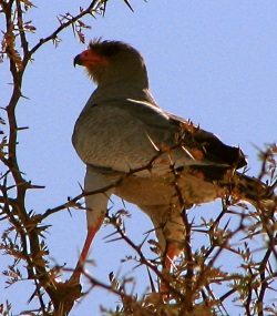 Pale Chanting Goshawks often indicate Badgers nearby