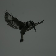 Pied Kingfisher flying