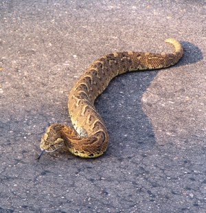 Puff adder