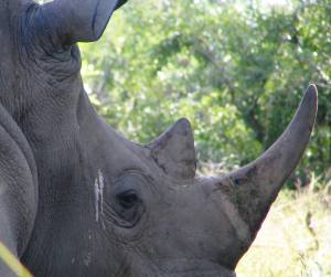 Sleepy white rhino