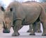 Rhino Crossing the Road