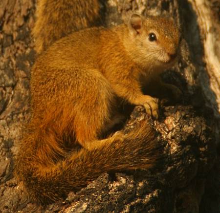 Curious squirrel