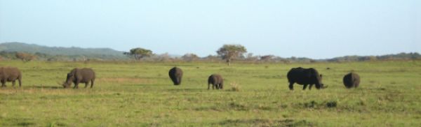 St Lucia rhinos - © Yvonne Fox