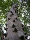 Swaziland knobwood tree
