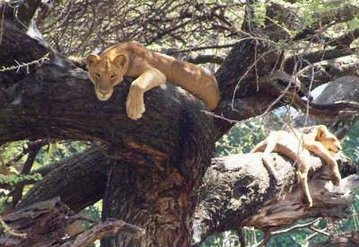 Lazy lionesses in a tree