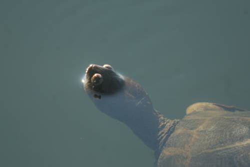 turtle photo