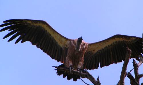 Vulture wingspan