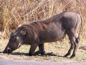 The warthog on the right side of the road, unaware of a stalking leopard on the left side of the road.