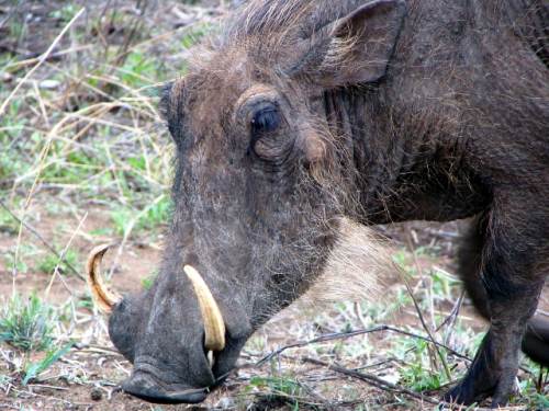 Warthog feeding