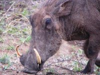 Warthog picture