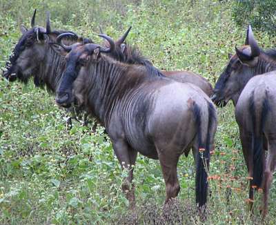 Watchful Wildebeest