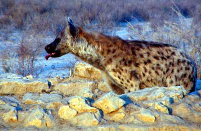 Hyena at a waterhole