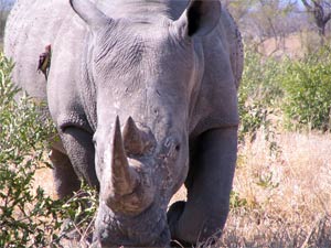 This rhino kept coming closer and closer until eventually it crossed the road in front of our car.