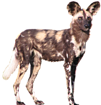 wild dog