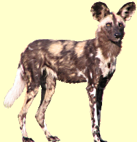 Wild Dog