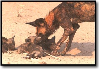 African wild dog with pups