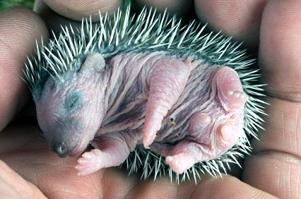 Baby pygmy hedgehog