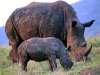 Baby and mother rhino