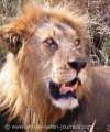 Big maned lion