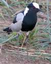 Blacksmith Lapwing