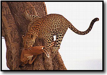 Leopard doing a balancing act