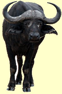 Buffalo Bull