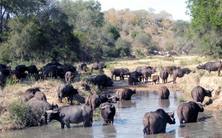 Buffalo herd