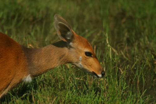 Bushbuck feeding