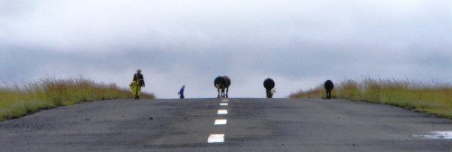 Cattle on the runway