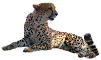 cheetah