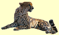 Cheetah