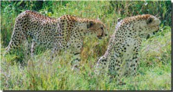 Cheetah in the masai mara national park
