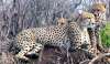 Cheetah mom and cubs