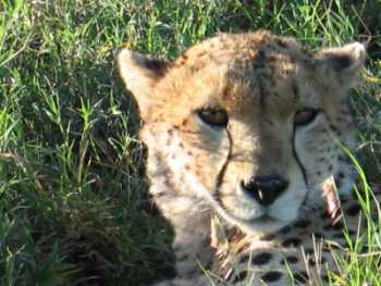 Cheetah portrait