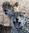Cheetah yawn