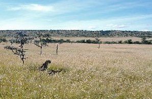 Cheetah over kill