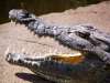 Crocodile jaws agape