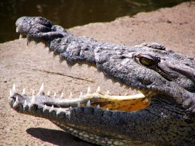 Crocodile showing teeth